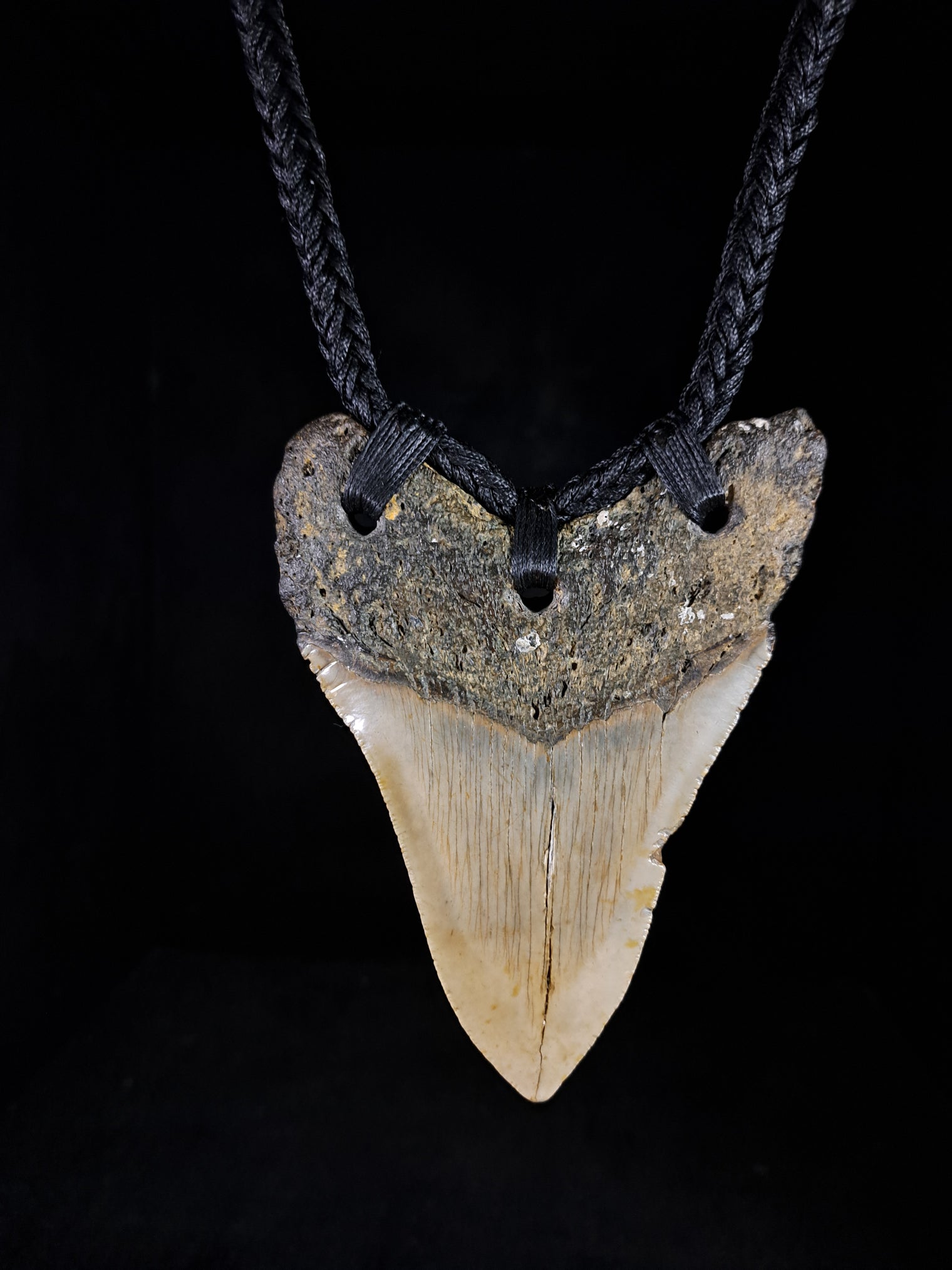 Megalodon Tooth Fossil - XL