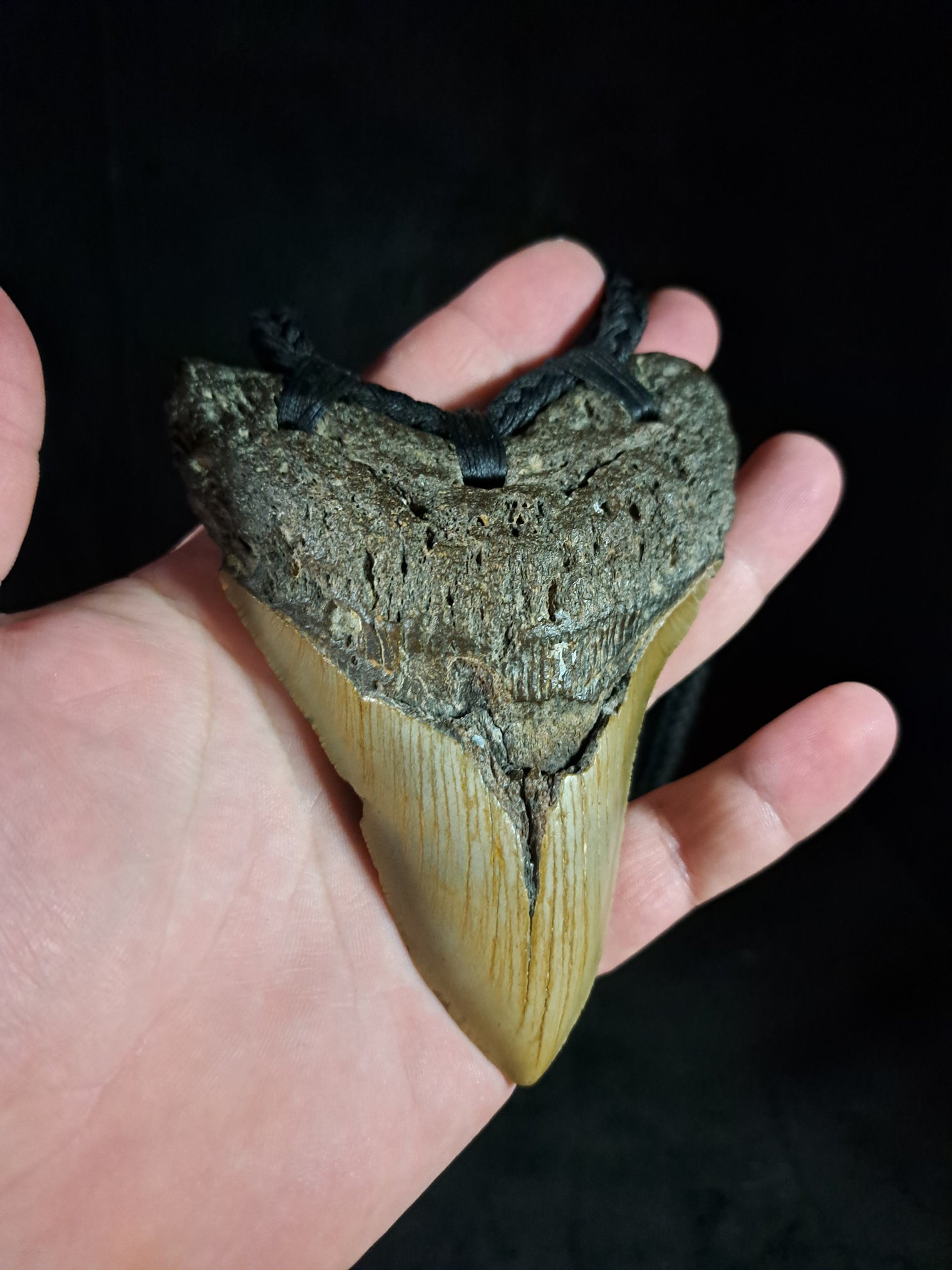 Megalodon Tooth Fossil - XL