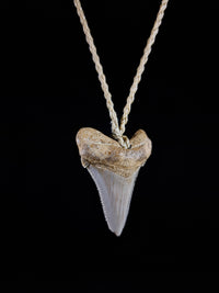 Megalodon Tooth Fossil - Sml