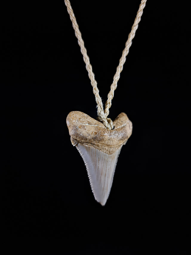 Megalodon Tooth Fossil - Sml