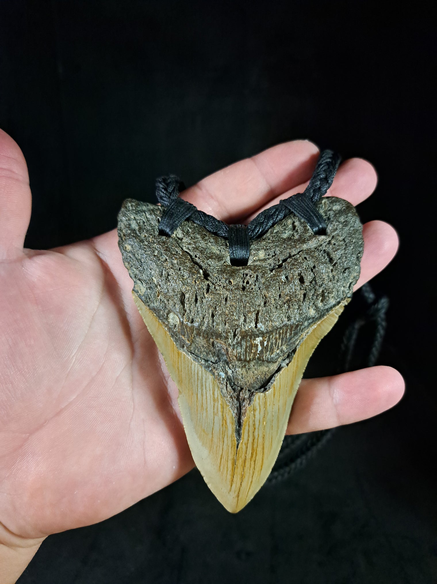 Megalodon Tooth Fossil - XL