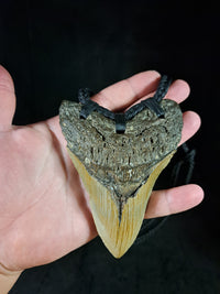 Megalodon Tooth Fossil - XL