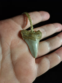 Megalodon Tooth Fossil - Sml